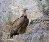 Vale Gier - Eurasian Griffon Vulture - Gyps fulvus