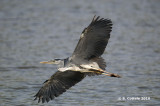 Blauwe Reiger - Grey Heron - Ardea cinerea