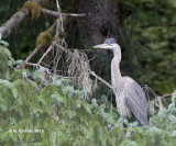 Amerikaanse Blauwe Reiger - Great Blue Heron - Ardea herodias