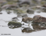 Temmincks Strandloper - Temmincks Stint - Calidris temminckii