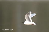 Dwergmeeuw - Little Gull - Larus minutus