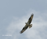 Visarend - Osprey - Pandion haliaetus