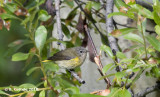 Rouwkopzanger - MacGillivrays Warbler - Oporornis tolmiei