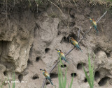 Bijeneter - European Bee-eater - Merops apiaster