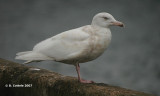 Grote Burgemeester - Glaucous Gull - Larus hyperboreus