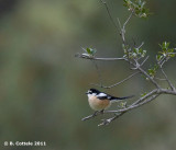 Maskerklauwier - Masked Shrike - Lanius nubicus