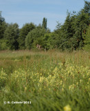 Bourgoyen June 2011