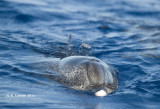 Atlantisch Gevlekte Dolfijn