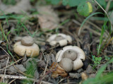 Gewimperde Aardster - Geastrum fimbriatum