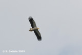 Aasgier - Egyptian Vulture - Neophron percnopterus