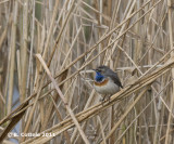 Blauwborst - Bluethroat - Luscinia svecica