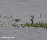 Poelruiter - Marsh Sandpiper - Tringa stagnatilis