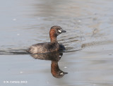 Dodaars - Little Grebe - Tachybaptus ruficollis