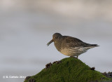 Paarse Strandloper - Purple Sandpiper - Calidris maritima