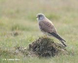 Torenvalk - Common Kestrel - Falco tinnunculus