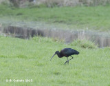 Zwarte Ibis - Glossy Ibis - Plegadis falcinellus