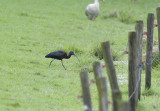 Zwarte Ibis - Glossy Ibis - Plegadis falcinellus