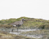 Zilverplevier - Grey Plover - Pluvialis squatarola