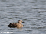 Stellers Eider - Stellers Eider - Polysticta stelleri