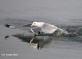 Drieteenmeeuw - Black-legged Kittiwake - Rissa tridactyla