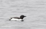 Kortbekzeekoet - Brnnichs Murre - Uria lomvia