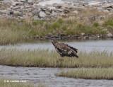 Zeearend - White-tailed Eagle - Haliaeetus albicilla