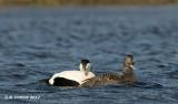 Eider - Common Eider - Somateria mollissima