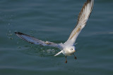 Silver gull (Chroicocephalus Novaehollandiae)