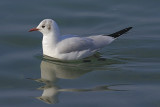 Silver gull (Chroicocephalus Novaehollandiae)