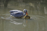 Grey heron (Ardea cinerea)