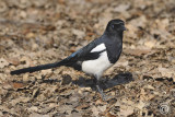 Eurasian Magpie (Pica Pica)