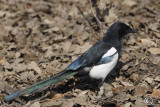 Eurasian Magpie (Pica Pica)