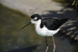 Black Winged Stilt (Himantopus Himantopus)