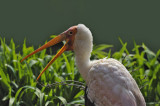 Yellow Billed Stork (Mycteria Ibis)