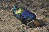 Chinese Monal (Lophophorus Ihuysii)