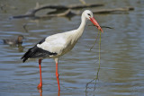 Dalmatian Pelican (Pelecanus Crispus)