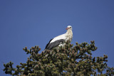 White Stork (Ciconia Ciconia)