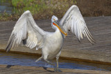White Pelican (Pelicanus Onocrotalus)