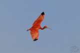 Scarlet Ibis (Eudocimus Ruber)