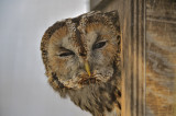 Tawny Owl (Strix Aluco)