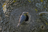 Eurasian Nuthatch (Sitta Europaea)