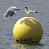 square crop.jpg