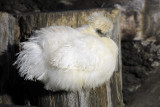 White Silkie Hen (Gallus gallus domesticus)