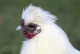 White Silkie Hen (Gallus gallus domesticus)