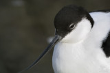 Pied Avocet (Recurvirostra Avosetta)