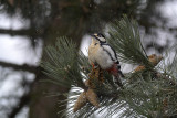 Great Spotted Woodpecker (Tendrocopos Major)