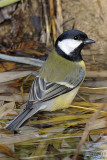 Great Tit (Parus Major)