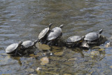 Bog turtle (Glyptemys Muhlenbergii)