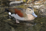 Ringed Teal (Callonetta Leucophrys)