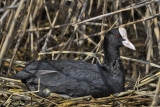 Eurasian Coot 1 (Fulica atra)